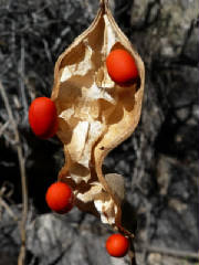 2008/Coralbn.jpg