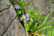 2008/favscolrok.jpg