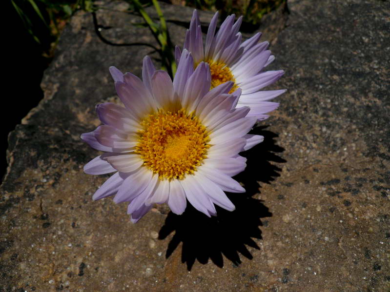 2008/GCH61.jpg