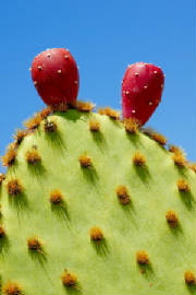 Aug08/cactusky2.jpg
