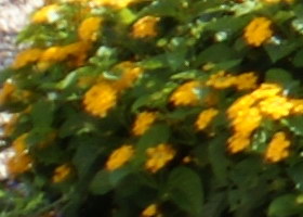 Aug08/s50mm20cn.jpg