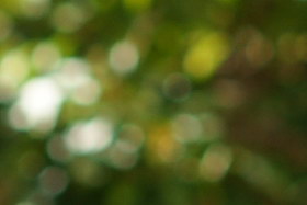 Jan2009/s85bok40.jpg