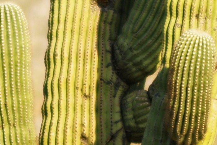 MARCH2011/8514ffvigdet2.jpg