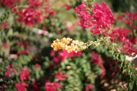 october08/s50f14bok1.4.jpg