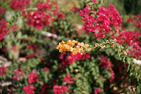october08/s50f14bok2.jpg